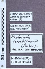 Etikett zu Paulusiella serraticornis (Paulus, 1972)